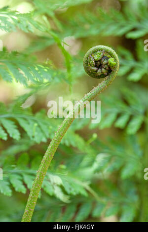 Close-up detail of an unfurling fiddlehead fern, South Island, New Zealand Stock Photo