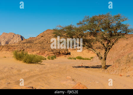 Egypt Sinai desert view  Rocky hills Blue sky