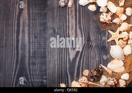 Sea shells on a dark old plank background Stock Photo