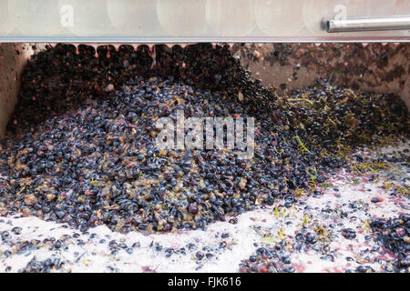 Crushed red wine grapes in a crushing machine ready for pressing. Winemaking industry process. Stock Photo