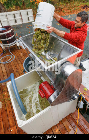 Man putting white wine grapes in a crushing machine to make wine Stock Photo