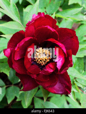 Close-up of beautiful red tree peony Paeonia suffruticosa flower in bloom Stock Photo