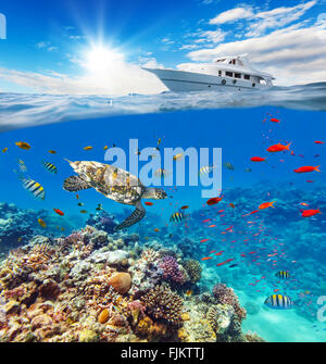 Underwater coral reef with horizon and water surface Stock Photo