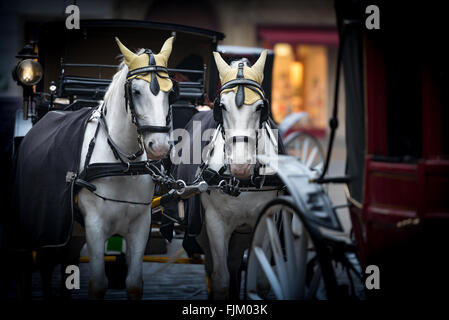 Pair of white horses and retro carriage on stefansplatz in Vienna, Austria. Europe travel. Stock Photo