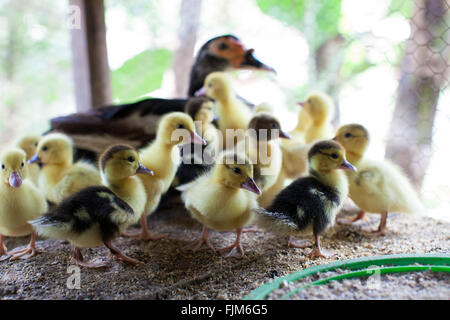 A mother duck and her ducklings  on a poultry farm Tanzania Stock Photo