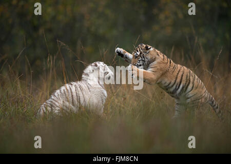 Bengal Tiger / Koenigstiger ( Panthera tigris ), in playful fight, training their strength and skills. Stock Photo