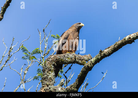 Bird eagle kite perched on tree branch in morning blue sky upward photo ...