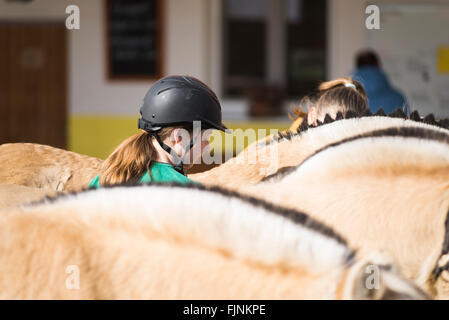 Girls between Fjord horses brushing the ponies in sunshine Stock Photo