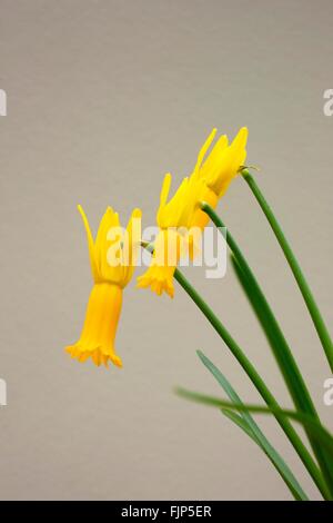 Narcissus cyclamineus (cyclamen-flowered daffodil) is a species of flowering plant in the family Amaryllidaceae, Stock Photo