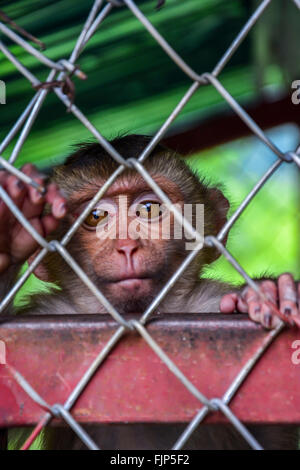 Lonely, sad monkey in a cage in Thailand Stock Photo