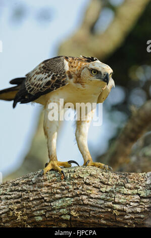 Juvenile Changeable hawk-eagle or crested hawk-eagle (Nisaetus cirrhatus) sitting on a branch in Yala national park in Sri Lanka Stock Photo