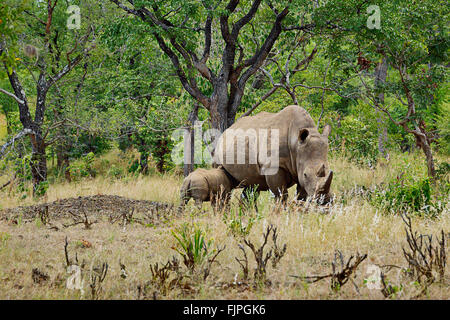 White rhinos in Mosi-Oa-Tunya National Park, near Victoria Falls, Zambia. Stock Photo