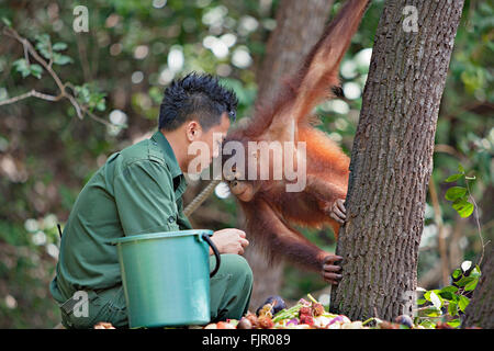 Young orangutan at Rasa Ria Orangutan Nursery near Kota Kinabalu, Sabah, Borneo. Stock Photo