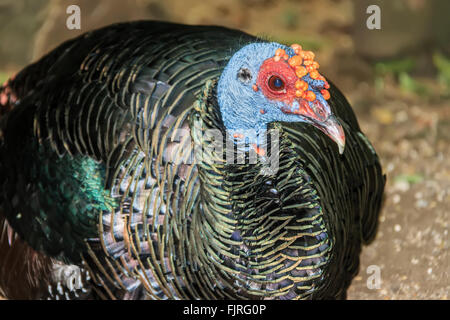 Ocellated Turkey (Meleagris ocellata) Of The Yucatan Peninsula Mexico Stock Photo