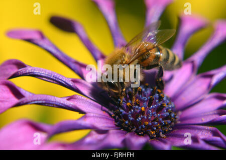 A Honey Bee Pollinates a Purple Flower Stock Photo