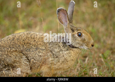 Indian or Black-naped hare (Lepus nigricollis) close up in Yala national park in Sri Lanka Stock Photo