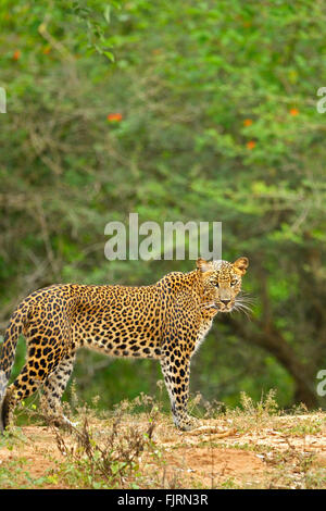 Sri Lankan leopard (Panthera padres kotiya) standing and staring out in a forest path in the jungles of Yala national park Stock Photo