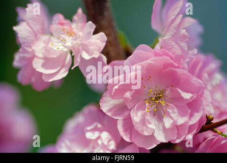 Flowers: flowering almond, or flowering plum (Prunus triloba), on natural blurred background Stock Photo