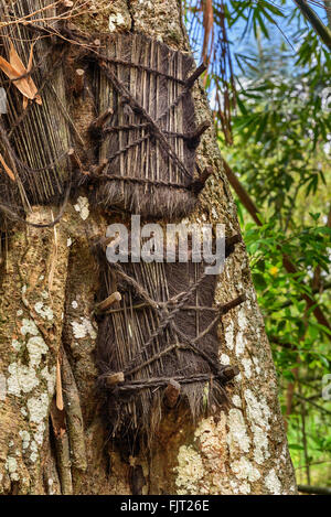 Several baby graves in large old tree. Kambira. Some of them are more than 100 years old. Tana Toraja. South Sulawesi. Indonesia Stock Photo