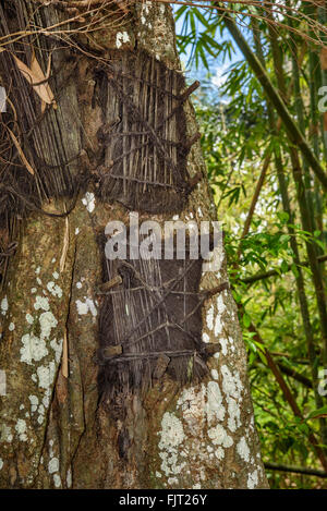 Several baby graves in large old tree. Kambira. Some of them are more than 100 years old. Tana Toraja. South Sulawesi. Indonesia Stock Photo