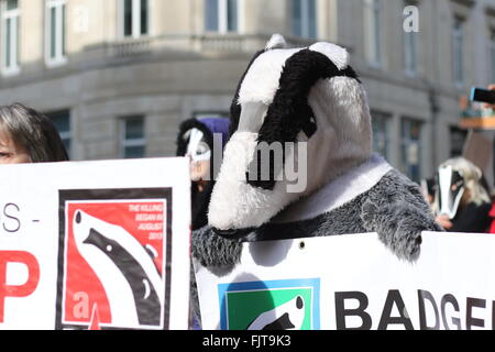 Brighton, United Kingdom. 27 February 2016. A protest against cull of badgers saw campaigners march through Brighton to the seaf Stock Photo