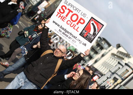 Brighton, United Kingdom. 27 February 2016. A protest against cull of badgers saw campaigners march through Brighton to the seaf Stock Photo