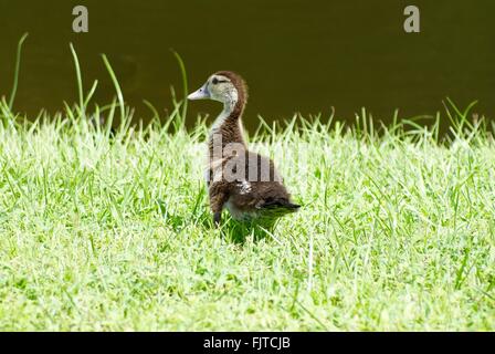 Brown baby duckling standing in the grass by the pond. Stock Photo
