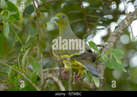 Sri lanka green-pigeon (Treron pompadora) on a tree in Wilpattu national park in Sri Lanka Stock Photo