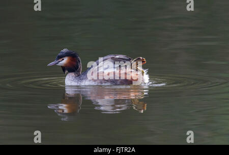 Great Crested Grebe on lake stretching its webbed foot. Stock Photo