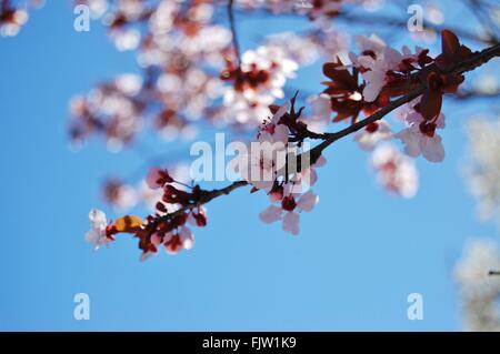 A Japanese Cherry Blossom tree flowers in the Spring Stock Photo