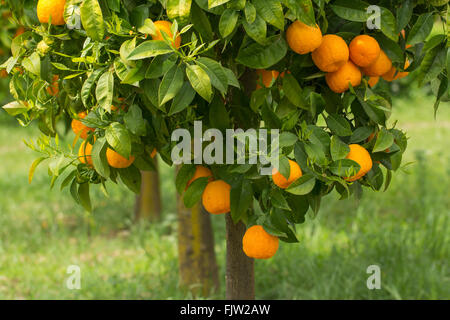 ripe oranges growing on tree Stock Photo