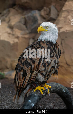 A close-up portrait profile of an adult Bald Eagle Stock Photo