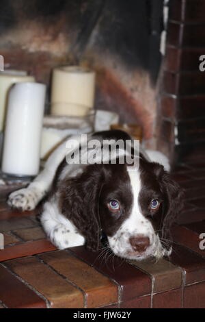 Blue eyed sprocker puppy on the hearth Stock Photo