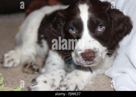 Close up Sprocker puppy with blue eyes Stock Photo
