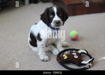 Sprocker puppy with his toy Stock Photo
