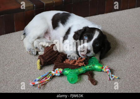 Sprocker puppy with his toys Stock Photo