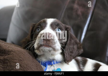 Sprocker puppy with blue eyes Stock Photo