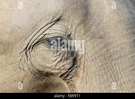 Close-up of a Lankesian Elephant (Elephas Maximus Maximus). Pinnawela, Sri Lanka Stock Photo