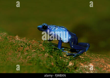 Blue poison dart frog, on shore, South America / (Dendrobates tinctorius) Stock Photo