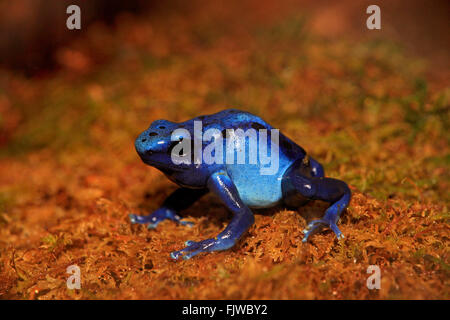 Blue poison dart frog, on shore, South America / (Dendrobates tinctorius) Stock Photo