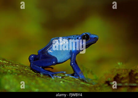 Blue poison dart frog, on shore, South America / (Dendrobates tinctorius) Stock Photo