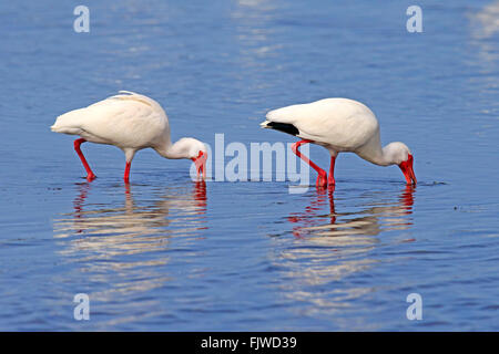 American White Ibis, adult couple searching for food in water, Sanibel Island, Florida, USA, Northamerica / (Eudocimus albus) Stock Photo