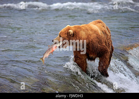 Grizzly Bear adult in water hunting salmon Brookes River Katmai Nationalpark Alaska USA North America / (Ursus arctos