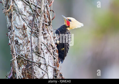 Blond-crested Woodpecker (Celeus flavescens) male on tree in garden, Itanhaem, Brazil Stock Photo