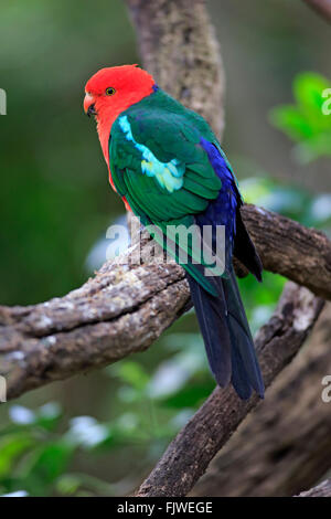 Australian King Parrot, adult male, Australia / (Alisterus scapularis) Stock Photo