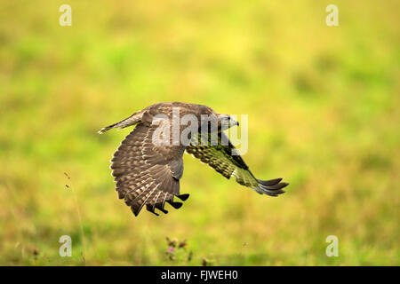 Common Buzzard, adult flying, Eifel, Germany, Europe / (Buteo buteo) Stock Photo