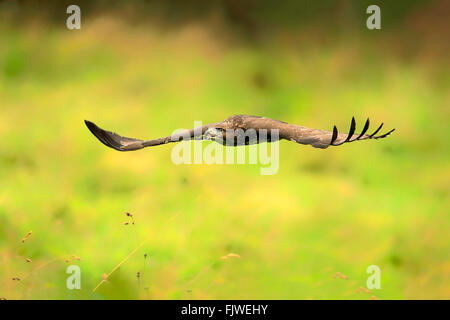 Common Buzzard, adult flying calling, Eifel, Germany, Europe / (Buteo buteo) Stock Photo