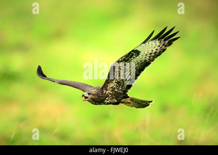 Common Buzzard, adult flying calling, Eifel, Germany, Europe / (Buteo buteo) Stock Photo