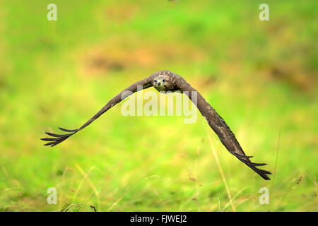 Common Buzzard, adult flying, Eifel, Germany, Europe / (Buteo buteo) Stock Photo