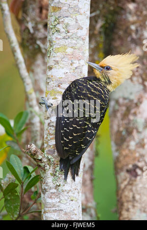 Blond-crested Woodpecker (Celeus flavescens) female on tree in garden, Itanhaem, Brazil Stock Photo
